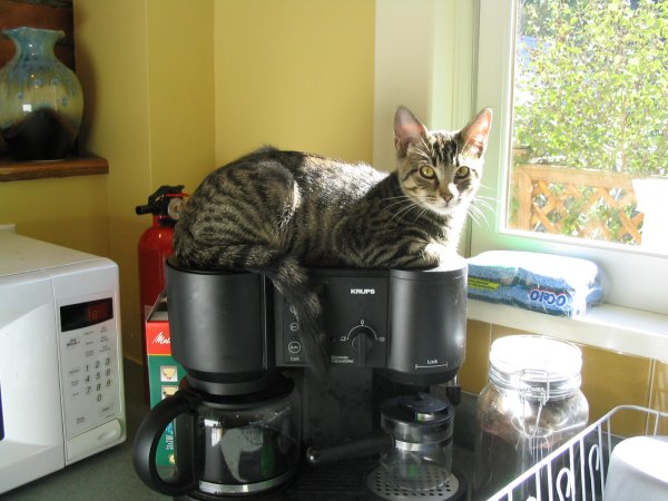 Steve on coffee machine